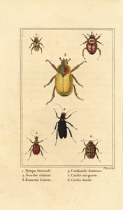 Dytiscus bimaculatus 1, scarabee 2, meikever, Melolontha melolontha 3, Cantharis kever 4, Carabus sexpunciatus 5 en Omophron limbatum 6