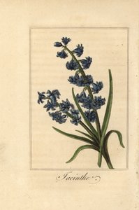 Hyacint, Hyacinthus orientalis