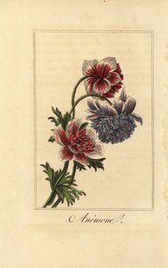Hybride anemoonklaproos, Anemone coronaria