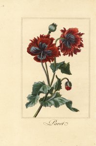 Hybride variëteit van klaproos, pavot, Papaver rhoeas