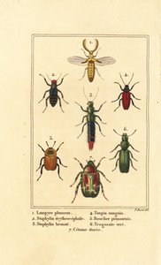 Lampyris kever, kortschildkever, Staphylinus erythropterus, Staphylinus soorten, Ampedus sanguineus, Silpha pedemonta, Temnoscheila virescens, en rozenkever, Cetonia aurata