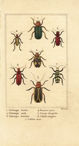 Bladkevers, Galeruca soorten 1, Aulacophora analis 2, Cyclotrypema furcata 3, Donacia vittata 4, platte schorskever, Cucujus clavipes 5, Pyrrhidium sanguineum 6 en Chlorophorus varius 7
