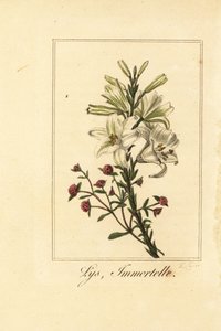 Lelie en rode eeuwige bloem, Lys et immortelle, Lilium candidum en Helichrysum sanguineum door Pancrace (after) Bessa