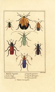 Malachietkever, Malachius bipustulatus 1, netvleugelkevers, Lycus melanurus 2, Lycus punctatus 3, Saperda punctata 4, Saperda soorten 5, Trichodes octopunctatus 6 en Trichodes apiarius 7