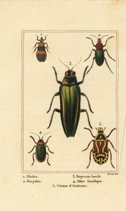 Moeraskever, Elodes 1, Harpalus kever 2, juweelkever, Buprestis 3, vlooienkever, Altica famelica 4, en rozenkever, Cetonia soorten 5