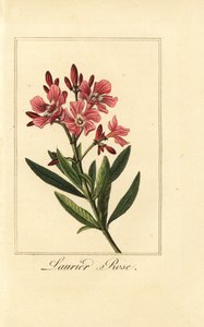 Oleander, Laurier-rose, Nerium oleander door Pancrace (after) Bessa