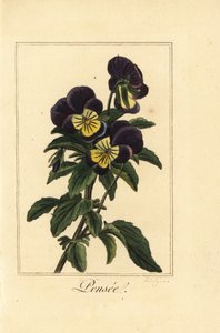 Viooltje, pensee, Viola tricolor var