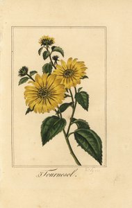 Zonnebloem, tournesol, Helianthus annuus door Pancrace (after) Bessa