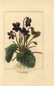 Zoete viooltje, Viola odorata door Pancrace (after) Bessa