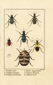 Tijgerkevers, Cicindela sinuata 1, Cicindela campestris 2, Cicindela sexguttata 3, Nitidula sanguinolenta 4, bonte tapijtkever, Telephore flavipede 5, Anthrenus verbasci 6