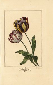 Variëteiten van tulp, Tulipa gesneriana door Pancrace (after) Bessa