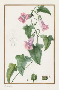 (Botanisch: Maurandia semperflorens)
