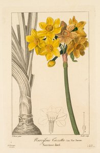 Flore des Jardiniers, Amateurs et Manufacturiers: Polyanthus of Cluster Narcissus, 1836 door Pancrace Bessa