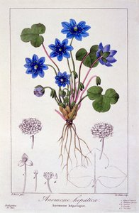 Hepatica nobilis, 1836 door Pancrace Bessa