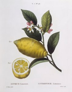 Citroen (Citrus limonium), Henry Louis Duhamel du Monceau, botanische plaat door Pancrace Bessa