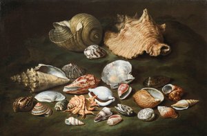 Stilleven met schelpen door Paolo Porpora