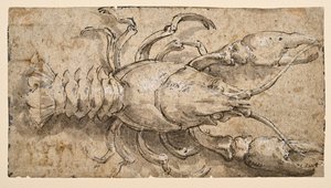Kreeft (recto) door Parmigianino