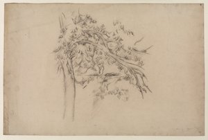 Studie van een boom, ca. 1885-87 (grafiet op papier) door Paul Cézanne