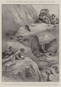 Bont voor de Europese markt, het doden van de chinchilla in de Andes