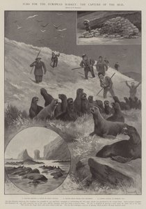 Bont voor de Europese Markt, de Vangst van de Zeehond door Paul Frenzeny