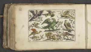 Roofvogel en tien andere vogels