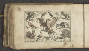 Roofvogel, negen andere vogels en een vleermuis door Paul Göttich