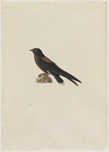 Naaldstaartgierzwaluw Hirundapus caudaculus, 1800s door Paul Huet