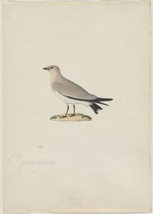 Kleine Pratincole Glareola lactea