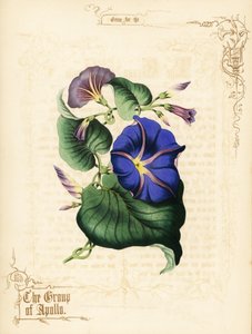 Ochtendglorie bloemen en loof door Paul Jerrard