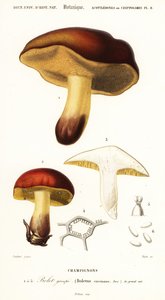 Boletus circinans