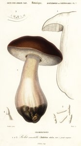 Eekhoorntjesbrood, Boletus edulis, 1849 (gravure)