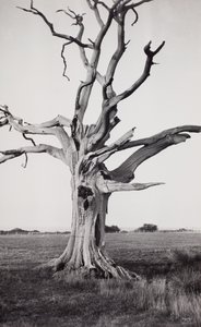 Dode boom, moeras door Paul Nash