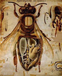 Anatomie van de Honingbij, No.13, Pfurtscheller