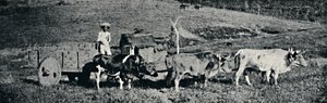 Carro de boi, 1895