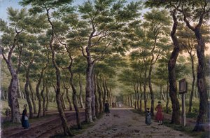 Het Herepad in het Haagse Bos