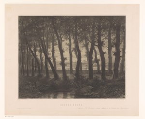 Boslandschap met vliegende vogels