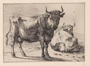 Een staande koe en een liggende koe, van verschillende ossen en koeien