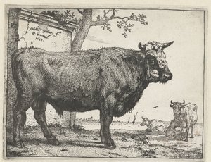 Stier door Paulus Potter