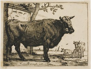 De stier door Paulus Potter