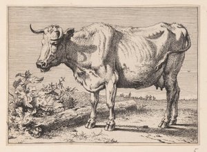 De koe met de verfrommelde hoorn, van Diverse ossen en koeien door Paulus Potter
