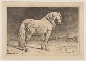 Het Friese paard, uit de serie paarden door Paulus Potter