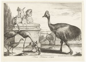 Kasuarissen, purperkoet en flamingo