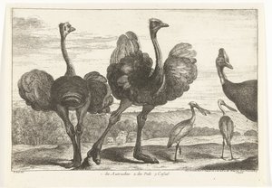 Struisvogels, kasuaris en lepelaar door Peeter Boel (attributed to)