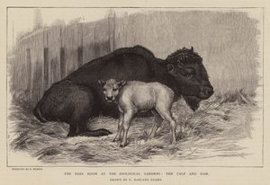 Bizon en kalf in de dierentuin van Londen door Percy Harland Fisher
