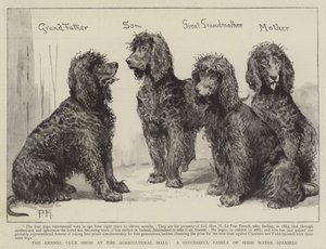 De Kennel Club Show in de Agricultural Hall, een succesvolle familie van Ierse waterspaniëls