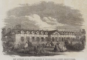 Nieuw antilopenhuis in de tuinen van de Zoological Society, Regent