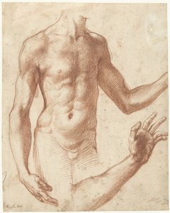 Studie van de torso van een jongeman