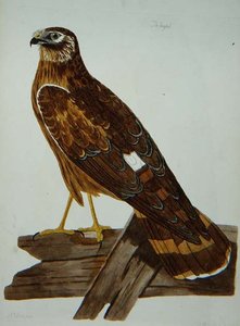 De Ringstaart, vrouwtje van de Blauwe Kiekendief (Circus cyaneus) plaat uit 