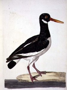 De scholekster (Haematopus ostralegus) plaat uit 