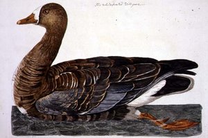 De witbuikgans (Anser albifrons) plaat uit 